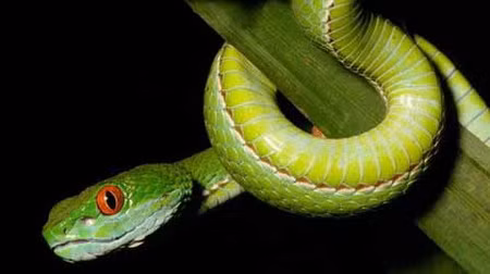 Rắn không có mi mắt.
