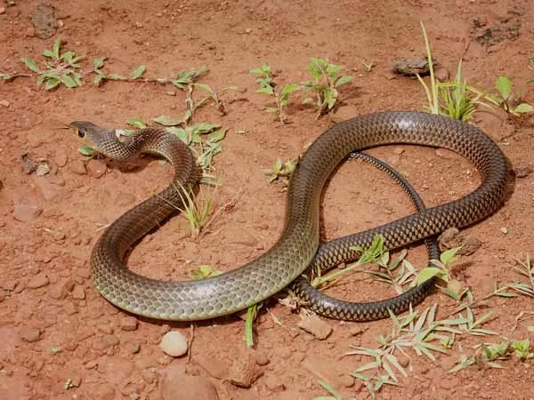 Nọc độc của rắn ráo làm cho máu chảy ra nhiều ở chỗ vết cắn và bất kỳ vết đứt hay trầy xước nào trên cơ thể nạn nhân.