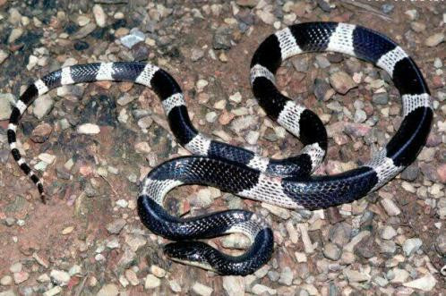 Ở New Zealand không có rắn. Tỷ lệ tử vong khi bị rắn Mamba đen cắn là gần như 100%.