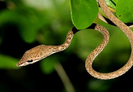 Nọc độc của rắn biển có mỏ có thể giết chết 3 người trưởng thành.