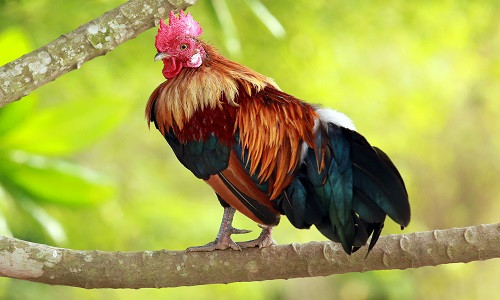 Gà trống trốn trên cây 10 ngày né đại dịch Ga trong tron tren cay 10 ngay ne dai dich