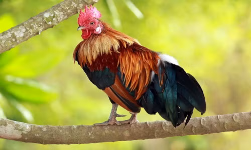 Ga trong tron tren cay 10 ngay ne dai dich