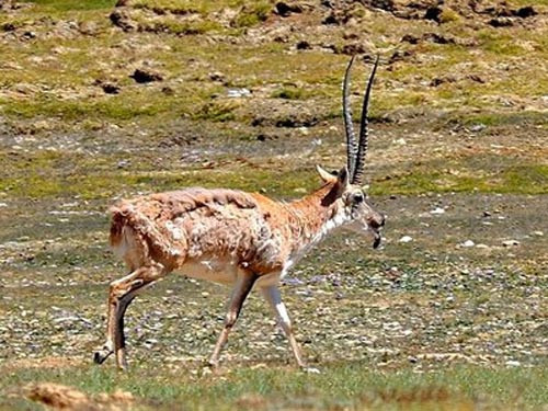 Tùy vào từng loài linh dương mà linh dương cái sẽ mang thai từ 4 - 9 tháng. Linh dương con là mục tiêu dễ dàng cho kẻ thù nên linh dương mẹ thường giấu chúng ở một nơi bí mật cho đến khi trưởng thành.