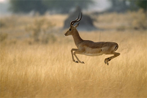 Linh dương là động vật ăn cỏ. Chúng ăn cỏ và các loại hạt.