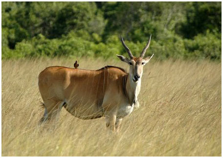 Linh dương có các cơ quan cảm giác cực kì phát triển giúp chúng phát hiện ra kẻ thù trong khi vẫn có thời gian để chạy trốn.