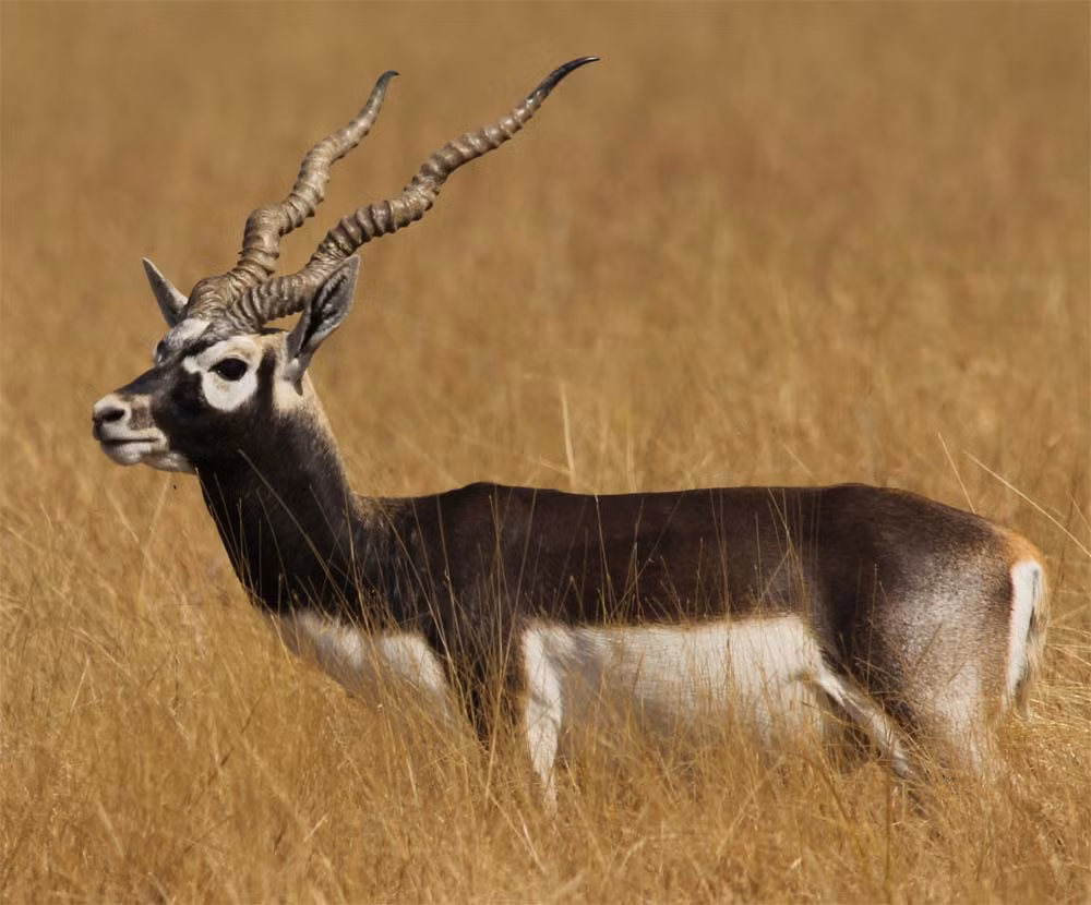 Tất cả linh dương đực đều có sừng. Một số linh dương cái cũng có sừng (thường là ở các loài linh dương lớn như linh dương Eland và linh dương Roan). Linh dương không thay sừng hàng năm mà sừng của chúng phát triển liên tục trong suốt cuộc đời.