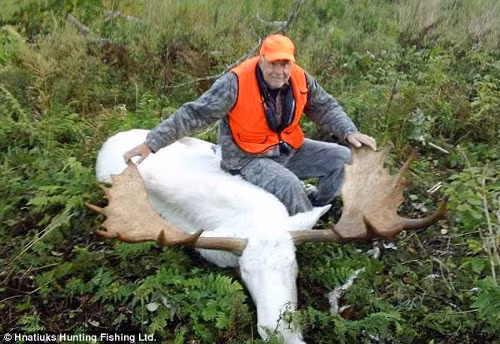 Năm 2013, ba thợ săn (chưa xác định được danh tính) đã bắn chết một con nai trắng rất hiếm và được coi như là linh thú của cộng đồng người Mi’kmaq trên đảo Cape Breton, Canada khiến dư luận vô cùng tức giận.