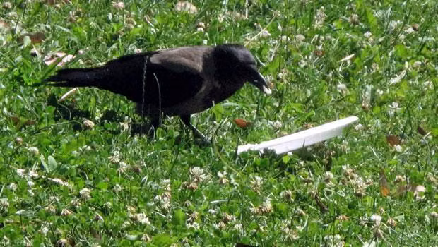 Quạ nổi tiếng là loài thông minh trong thế giới động vật nhưng thông minh đến mức có ý thức môi trường như con quạ đen này quả là điều bất ngờ.