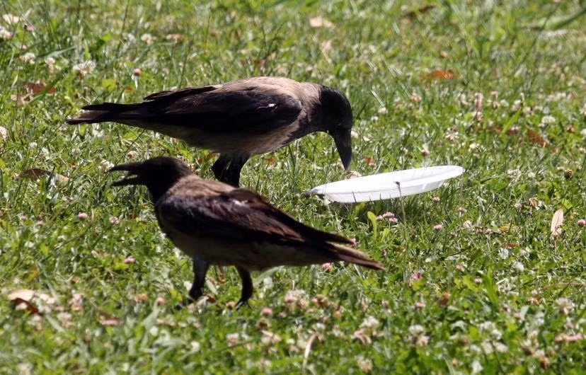 Những con chim tưởng chừng như mang lại điềm gở này lại cần mẫn nhặt rác trong công viên.