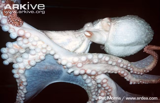 Ngoài ra, bạch tuộc khổng lồ Thái Bình Dương còn có thể thay đổi màu sắc theo ý muốn hay tâm trạng của chúng. Đồng thời, chúng cũng có thể thay đổi kết cấu cơ thể, bắt chước môi trường xung quanh một cách rất giống.