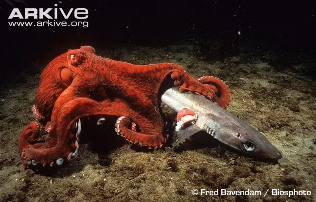 Tùy thuộc vào từng loại con mồi, chúng có cách xử lý khác nhau. Với cá, chúng làm tê liệt con mồi như bằng thứ nước bọt độc hại, sau đó xé mồi bằng cái mỏ như mỏ vẹt của nó.