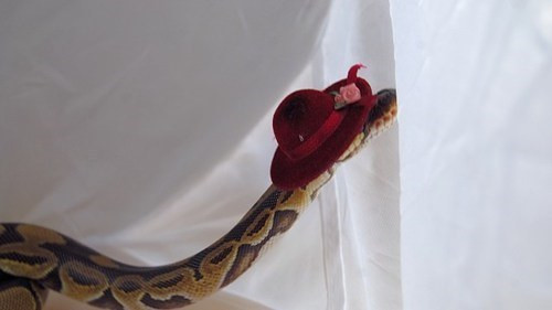 Chờ đợi một lời mời dự dạ tiệc.