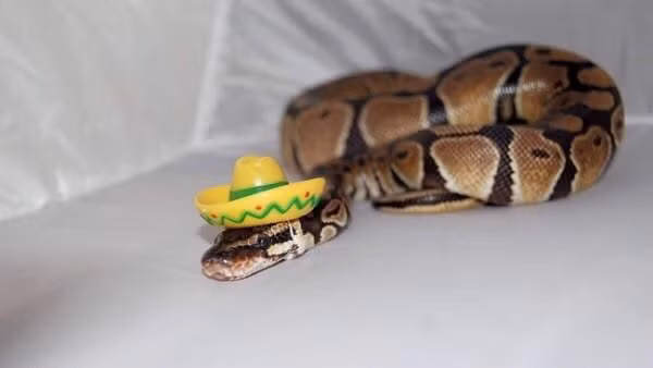 Vẻ mặt trầm ngâm dưới một chiếc mũ vành to mang phong cách Mexico.