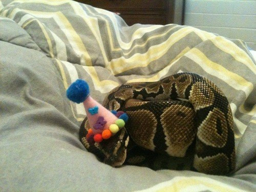 Chuẩn bị sẵn cho bữa tiệc mà sao buồn ngủ vậy?