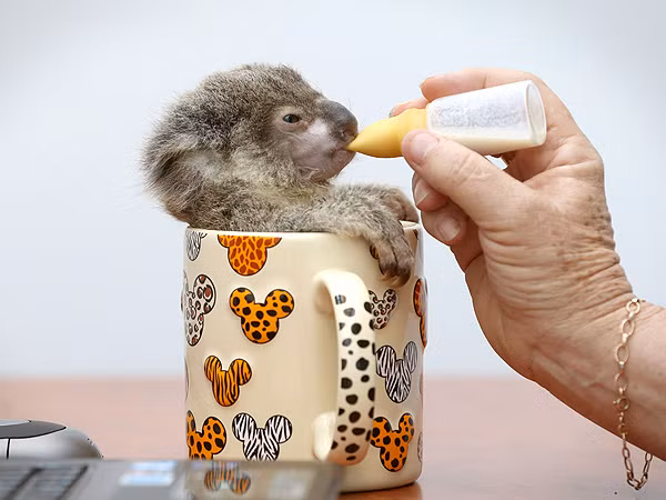 Nằm lọt thỏm trong một chiếc cốc và bú sữa từ một bình sữa nhỏ xíu khiến gấu túi con cảm thấy thực sự bình yên.