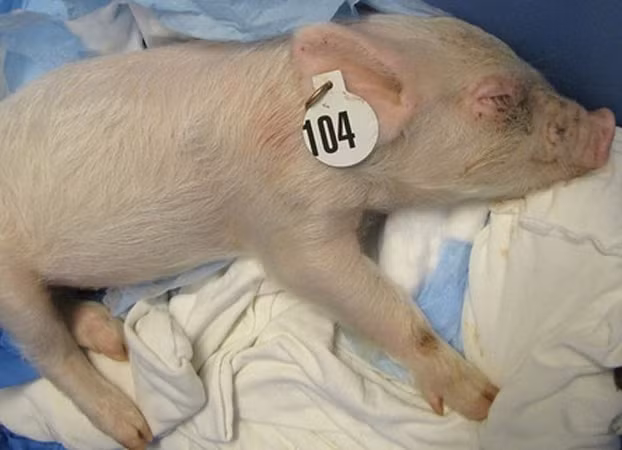 Riley đã được cứu thoát khỏi một phiên chợ bán vật nuôi tại New York. Trước khi được cứu, chú lợn nhỏ ốm yếu tới mức không thể đứng nổi. Hiện nay, dù đã khỏe lại nhưng đầu nó vẫn nghiêng sang một bên do bị chấn thương.