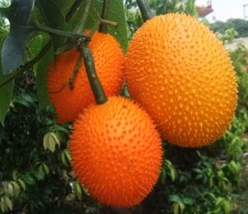 Dưa chuột Gak được coi là một trong những loại quả tốt nhất cho sức khỏe, được sử dụng để chữa một số bệnh như sốt, đau lưng,…