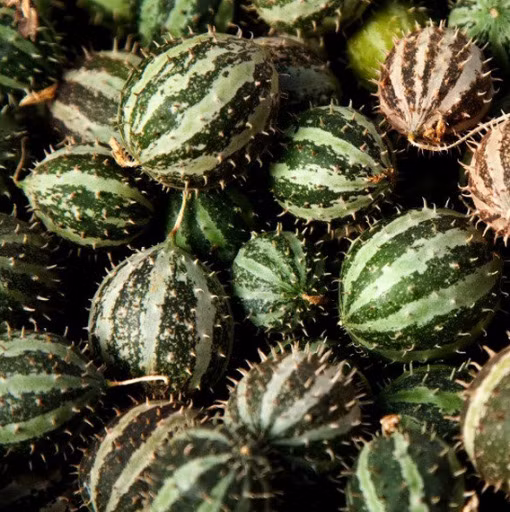 Dưa chuột gai là loài cây dây leo rất dễ trồng, thường được trồng làm cảnh và cho ra rất nhiều quả.