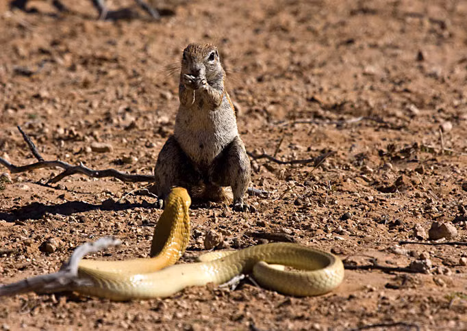 Trong cuộc đấu tay đôi này, sóc cuối cùng cũng trở thành kẻ chiến thắng.