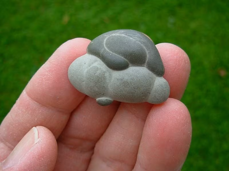 Nằm trong bùn, ban đầu, trông chúng giống như những hòn đá phẳng bình thường khác nhưng khi lật lại, bạn sẽ thấy rất nhiều hình dạng khác nhau.