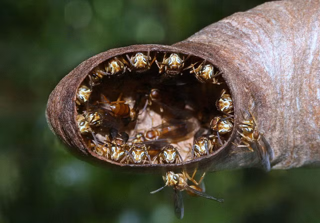 Không những thế, chúng còn có thói quen sinh sản hết sức kỳ dị. Con ong cái tìm một vật chủ phù hợp (thường là sâu bướm) và cấy trứng vào bên trong. Sau đó, chúng tiết ra một loại hormone để bảo vệ ổ trứng khỏi hệ miễn dịch của vật chủ.
