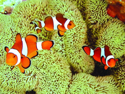 Cá hề có thể được nuôi làm cảnh trong các bể nước mặn.