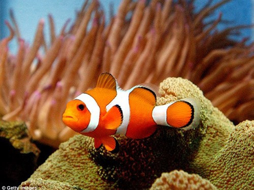 Loài cá hề được biết đến nhiều hơn kể từ khi bộ phim hoạt hình “Đi tìm Nemo” của hãng Pixar sản xuất năm 2003 được khởi chiếu.