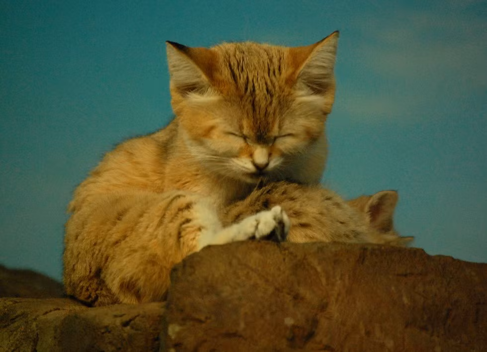 Mèo cát có kích thước khá nhỏ và trông bè bè với chân ngắn, đuôi dài và đôi tai rất lớn và nhọn. Chiều dài đầu và thân của chúng chỉ từ 39-57cm, trọng lượng trung bình từ 1,4-3,4kg.