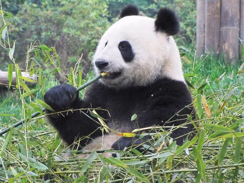 Nhiều khách tham quan tới vườn thú chỉ để ngắm những con gấu trúc nhai thức ăn của nó.