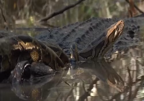 Can canh tran Mien Dien bi ca sau dim chet