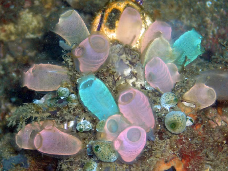 Tuy nhiên, bạn đừng để diện mạo hiền lành của nó đánh lừa. Hải tiêu được coi là loài động vật khá rùng rợn bởi chúng tự ăn não của mình trong quá trình phát triển.