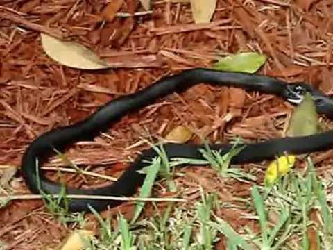 Người ta đã phát hiện ra một chú rắn chuột đang tự nuốt đuôi của mình và chết khi cố gắng làm điều đó lần thứ hai. Lần khác, một con rắn chuột khác cũng được phát hiện trong tư thế đang nuốt chửng 2/3 cơ thể của chính nó.