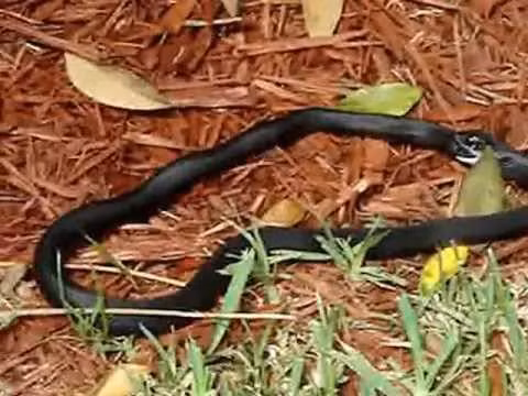 Người ta đã phát hiện ra một chú rắn chuột đang tự nuốt đuôi của mình và chết khi cố gắng làm điều đó lần thứ hai. Lần khác, một con rắn chuột khác cũng được phát hiện trong tư thế đang nuốt chửng 2/3 cơ thể của chính nó.