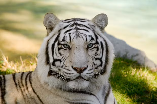 Con cái trưởng thành sinh nở hai năm một lứa nhưng chỉ có khoảng một nửa trong số đó có cơ hội sống sót vì hổ mẹ không đủ khả năng săn mồi và cung cấp lượng thức ăn cần thiết cho các con non nớt, thiếu kinh nghiệm.