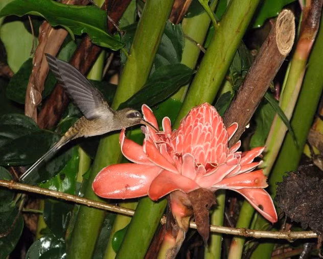 Một trong những sự thật gây sốc về loài chim ruồi là chiếc mỏ vừa dài vừa nhọn của chúng được “thiết kế” không chỉ nhằm giúp chim hút mật hoa mà còn là vũ khí hữu hiệu của các con đực khi đánh nhau.