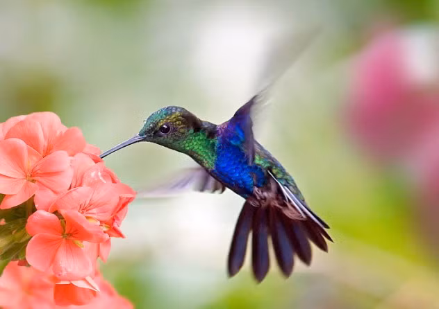 Không chỉ nhanh nhẹn, hiếu động, chim ruồi còn là loài động vật thông minh với trí nhớ thực sự xuất sắc. Chúng có thể nhớ chính xác vị trí của từng loài hoa trong vùng đất của mình và khoảng thời gian chúng bay tới chỗ có hoa đó.