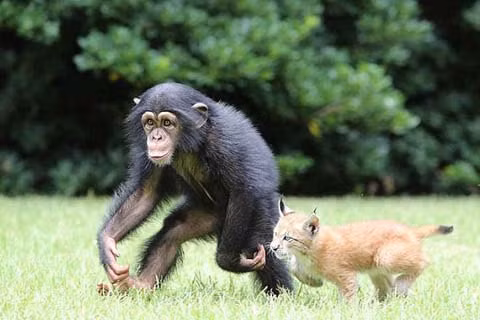 Tinh tinh có thể bị nhiễm một số bệnh giống như con người như bệnh sởi, bệnh ecpet mảng tròn, bệnh viêm gan B, bệnh cúm,...