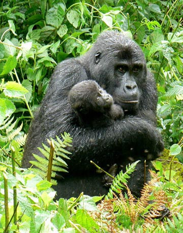 Cứ 3-4 năm, tinh tinh cái lại sinh hạ một tinh tinh con.