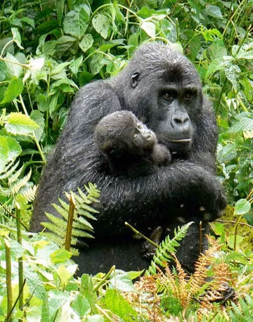 Cứ 3-4 năm, tinh tinh cái lại sinh hạ một tinh tinh con.