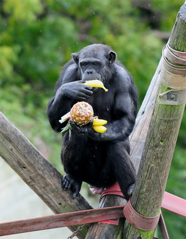 Khi bị ốm, tinh tinh sẽ ăn các dược thảo để tự chữa bệnh cho mình.