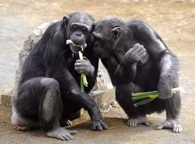 Ban đêm, tinh tinh ngủ trong tổ của mình ở trên cây. Tổ của chúng được làm từ lá và cành cây.