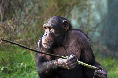 Tinh tình sử dụng các dụng cụ như là que để loại bỏ kiến ra khỏi các cây, các hố; hoặc chúng dùng đá để đạp vỡ các vỏ hạt.