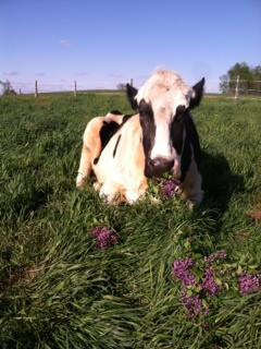 Blosom sống được 13 tuổi – tuổi thọ khá cao so với giống loài của mình (tuổi thọ trung bình của bò là 15 năm).