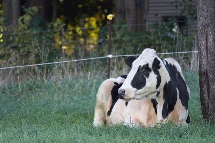 Hơn nữa, cân nặng của con bò khổng lồ cũng hết sức đáng nể, lên tới 908kg.