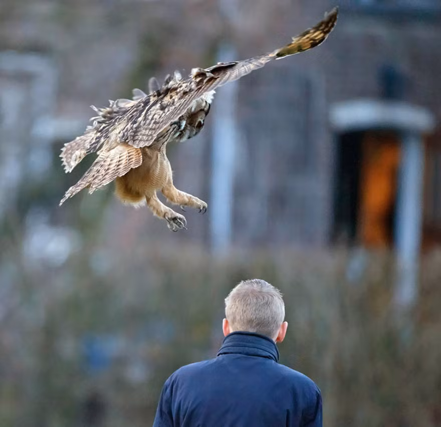 Menno Schaefer, 48-tuổi đến từ Zaandam, Hà Lan, có trách nhiệm theo dõi sát sao một con cú đại bàng châu Âu quái đản nặng 2,7kg khi nó cố tìm cách nghỉ trên đầu người xem tại thị trấn Noordeinde.
