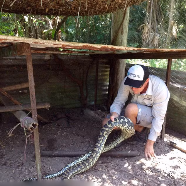 Kể từ khi thành lập công ty, Richie đã thu phục được khoảng 600 con rắn ở khắp mọi nơi thuộc khu vực Queensland, Australia và bị cắn hơn 100 vết.