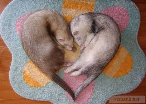 Xem thêm một số hình ảnh tình cảm của động vật.