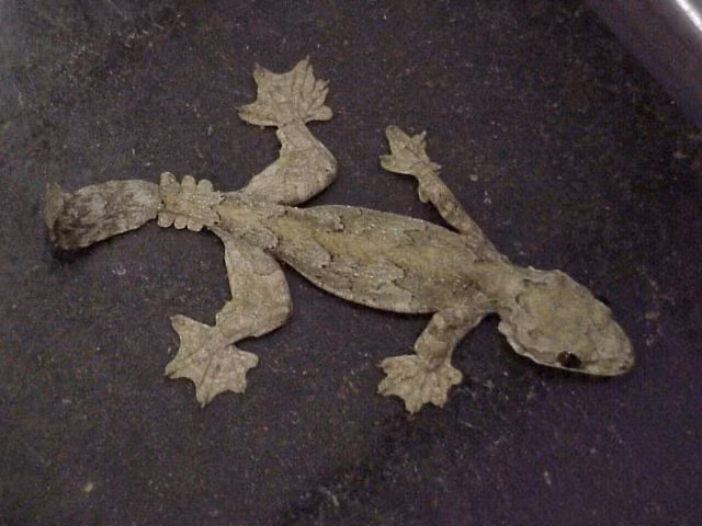 Parachute Gecko là một trong những loài thằn lằn tiến hóa nhất với khả năng bay lượn từ trên độ cao 60m và hạ cánh hết sức nhẹ nhàng xuống đất.