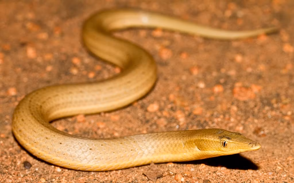 Có tất cả 7 họ trong bộ Gekkota infraorder, bao gồm cả con tắc kè Pygopodidae này. Tuy có ngoại hình gần giống như rắn nhưng nó là một con tắc kè đích thực.