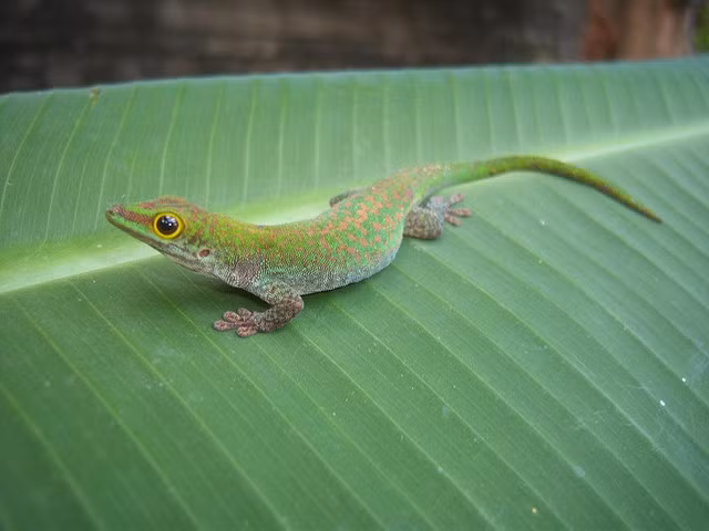 Tuổi thọ trung bình của tắc kè là 10 năm nhưng một số loài có thể sống tới 20 năm. Con tắc kè sống lâu nhất thọ tới 27 tuổi trong điều kiện nuôi nhốt. Vì vậy, hãy chọn ngay cho mình một chú tắc kè thật đẹp nếu bạn đang có ý định chọn một con thú cưng đáng mến.